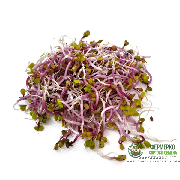 Органик семена Микро Репички Веном Raphanus sativus L - Urban garden Органик семена Микро Репички Веном Raphanus sativus L - Urban garden