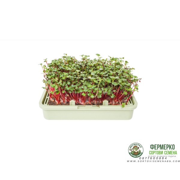 Органик семена Микро Репички Веном Raphanus sativus L - Urban garden Органик семена Микро Репички Веном Raphanus sativus L - Urban garden