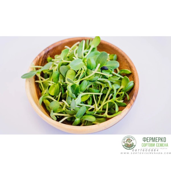 Органик семена Микро Слънчоглед Тини Стар Helianthus annuus L - Urban garden Органик семена Микро Слънчоглед Тини Стар Helianthus annuus L - Urban garden