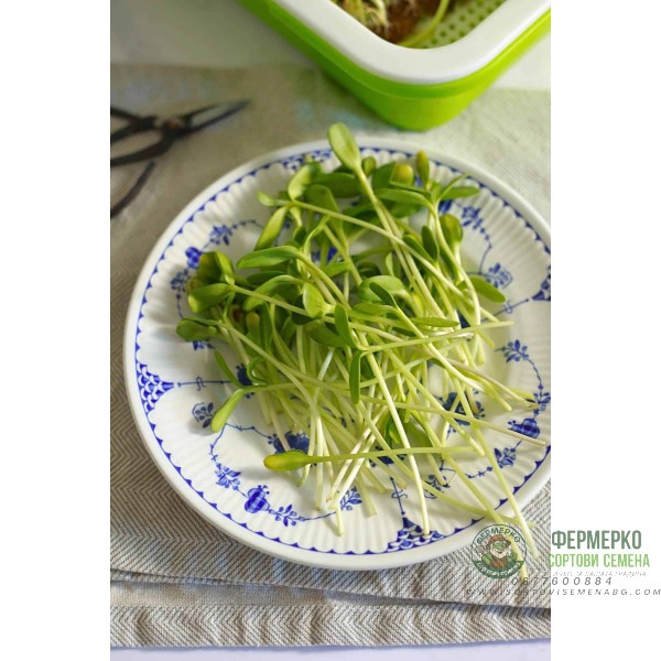 Органик семена Микро Слънчоглед Тини Стар Helianthus annuus L - Urban garden Органик семена Микро Слънчоглед Тини Стар Helianthus annuus L - Urban garden