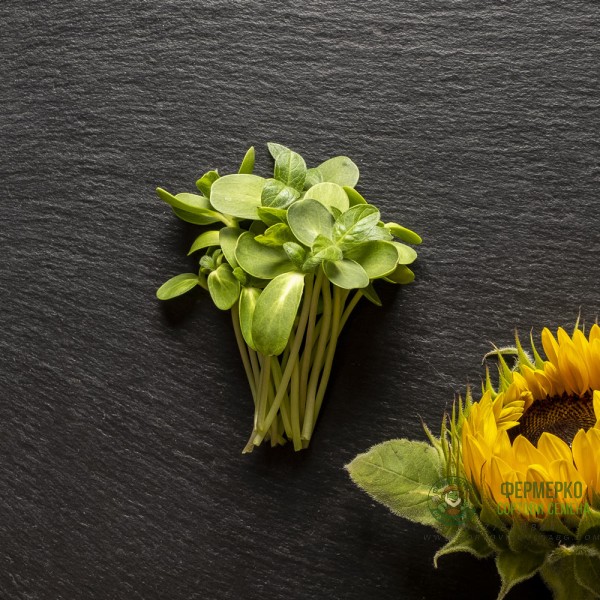 Органик семена Микро Слънчоглед Тини Стар Helianthus annuus L - Urban garden Органик семена Микро Слънчоглед Тини Стар Helianthus annuus L - Urban garden