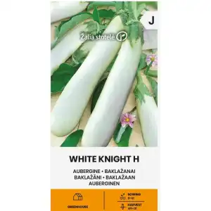 Патладжан Бял рицар F1 / White Knight H