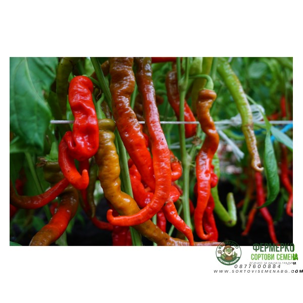 Пипер Ломбардо Lombardo Пипер Ломбардо Lombardo