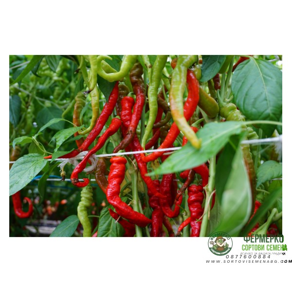 Пипер Ломбардо Lombardo Пипер Ломбардо Lombardo