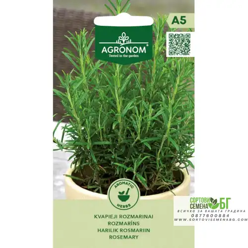 Розмарин / Rosmarinus Officinalis Розмарин / Rosmarinus Officinalis