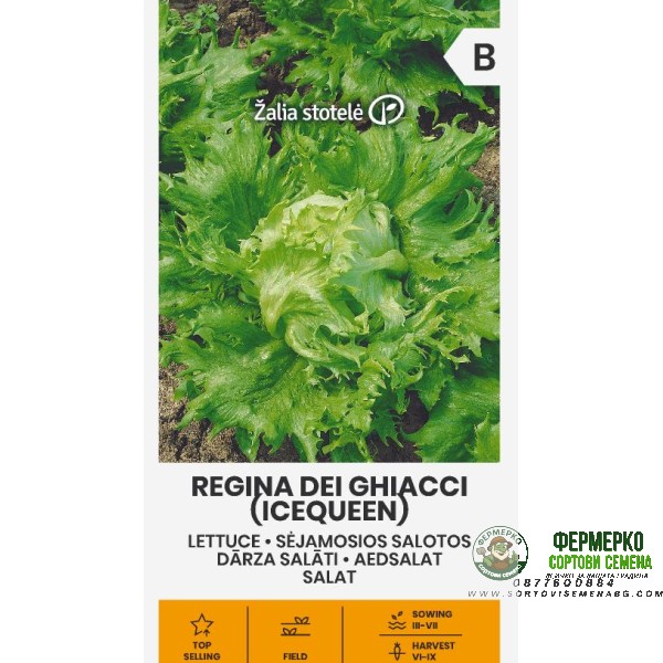 Салата Ледена кралица Regina dei ghiaccie