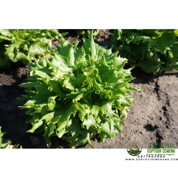 Салата Ледена кралица Regina dei ghiaccie