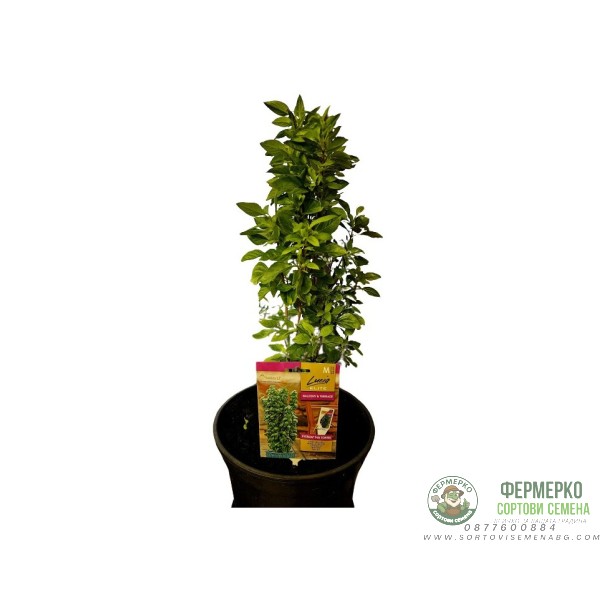 Босилек Тайландски Кули Ocimum basilicum Босилек Тайландски Кули Ocimum basilicum