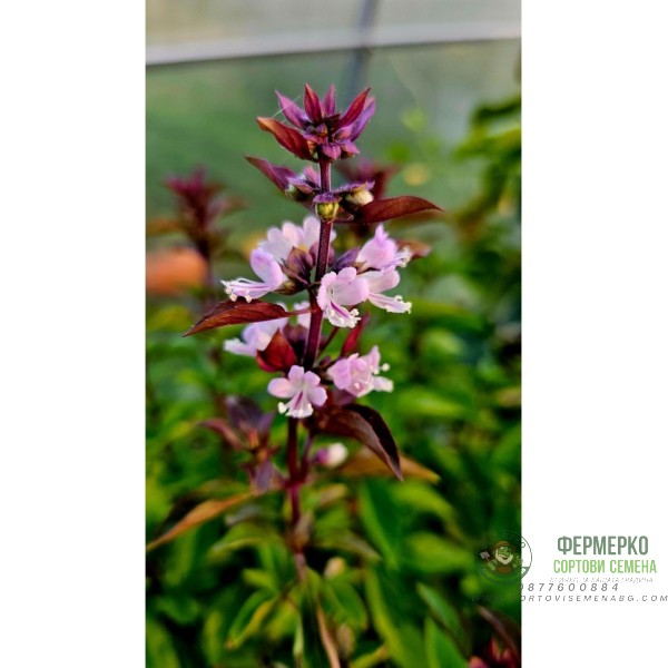 Босилек Тайландски Кули Ocimum basilicum Босилек Тайландски Кули Ocimum basilicum