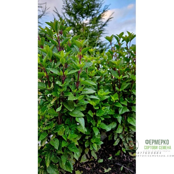 Босилек Тайландски Кули Ocimum basilicum Босилек Тайландски Кули Ocimum basilicum