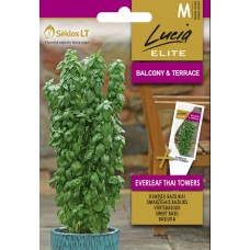 Босилек Тайландски Кули Ocimum basilicum