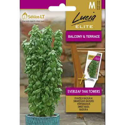 Босилек Тайландски Кули / Ocimum basilicum