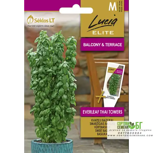 Босилек Тайландски Кули / Ocimum basilicum