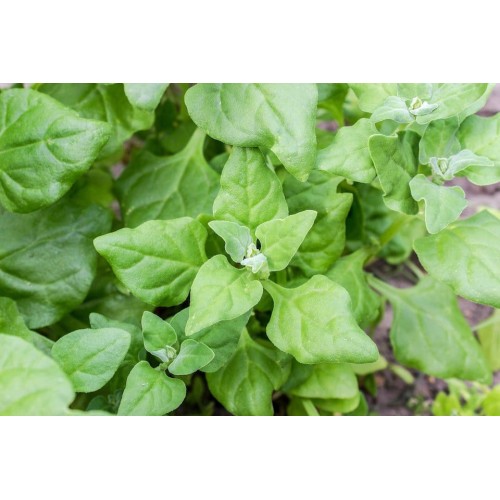 Спанак Нова Зеландия (летен сорт) / Spinich New Zealand