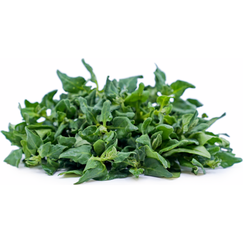 Спанак Нова Зеландия (летен сорт) / Spinich New Zealand