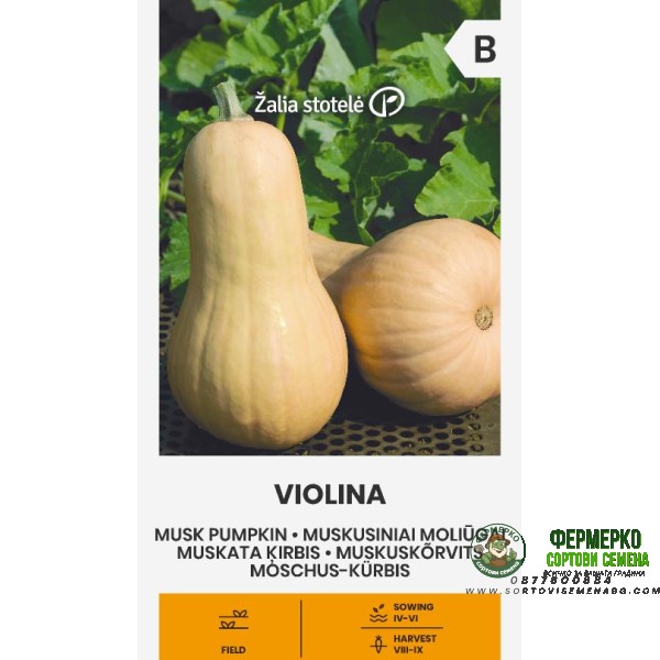 Тиква Мускатна Виолина Violina