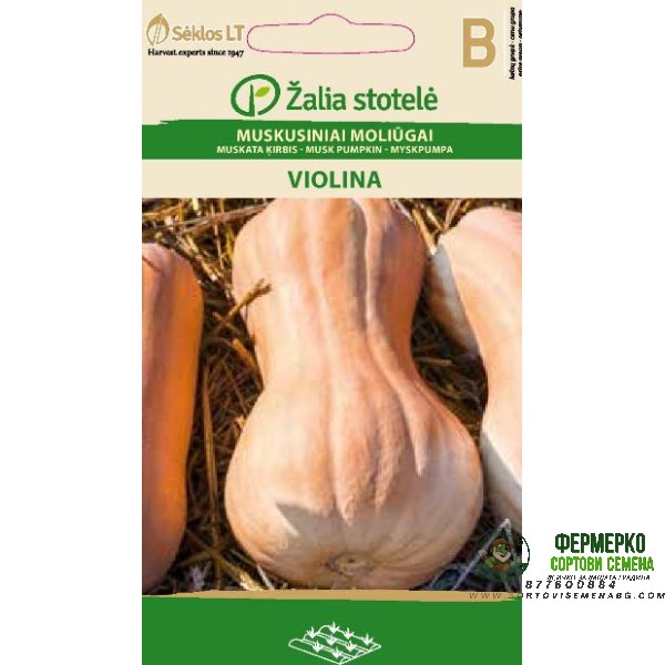 Тиква Мускатна Виолина Violina