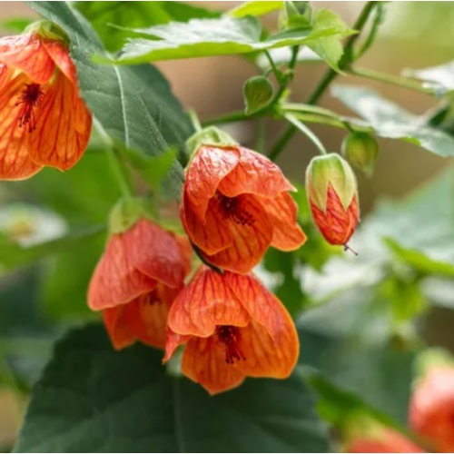 Семена за Абутилон (Стаен клен)  / Abutilon hybridum