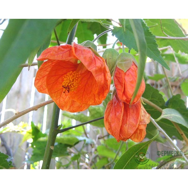 Семена за Абутилон (Стаен клен) Abutilon hybridum