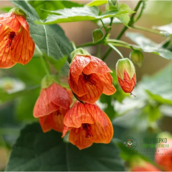 Семена за Абутилон (Стаен клен) Abutilon hybridum