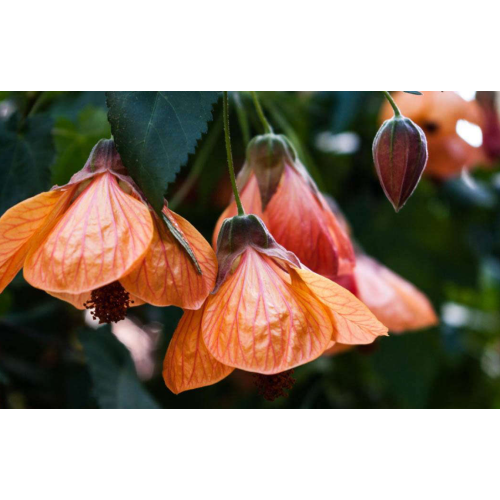 Семена за Абутилон (Стаен клен)  / Abutilon hybridum