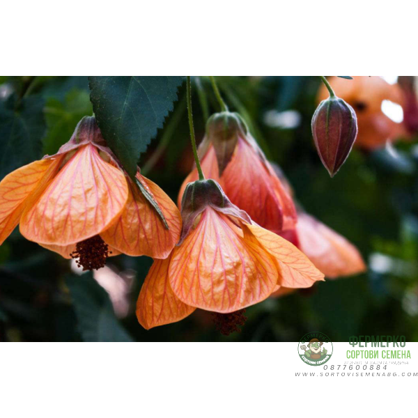 Семена за Абутилон (Стаен клен) Abutilon hybridum