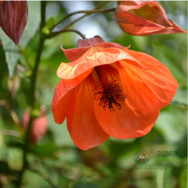 Семена за Абутилон (Стаен клен) Abutilon hybridum