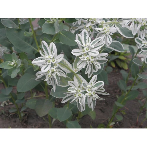 Еуфорбия / Euphorbia marginata