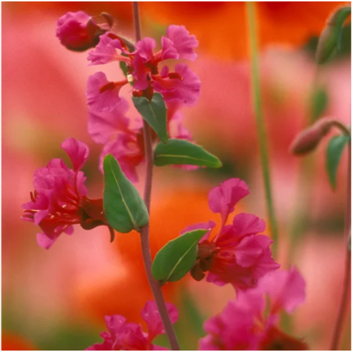 Кларкия / Clarkia unguiculata