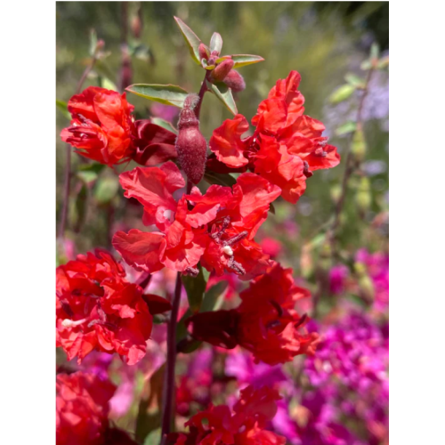 Кларкия / Clarkia unguiculata