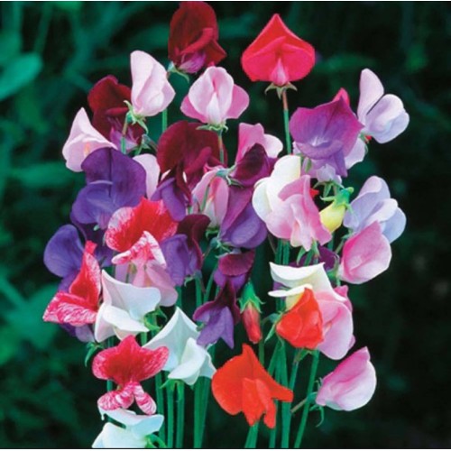 Декоративен грах Микс / Lathyrus odoratus