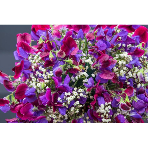 Гипсофила / Gypsophila paniculata
