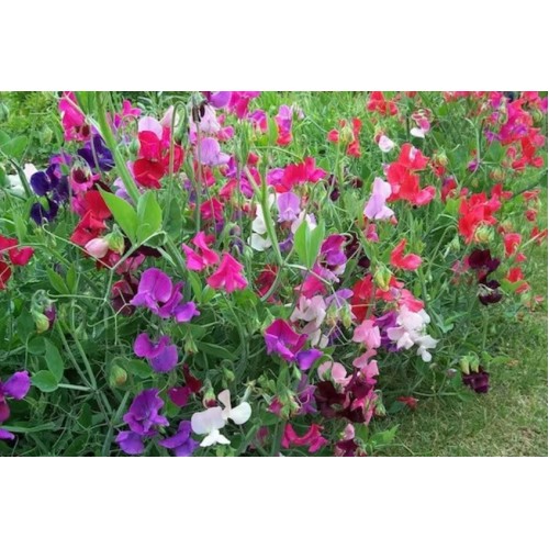 Декоративен грах Микс / Lathyrus odoratus