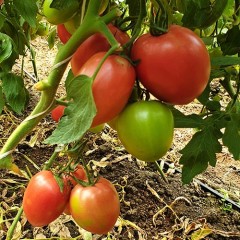 Домати Джангси F1 Jangcy F1