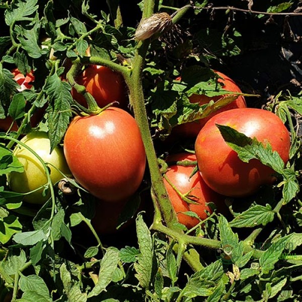 Домати Джангси F1 Jangcy F1