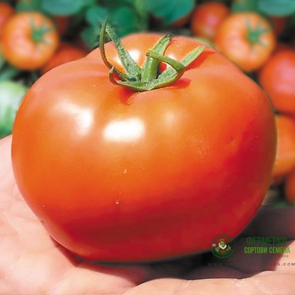 Домати Бобкат F1