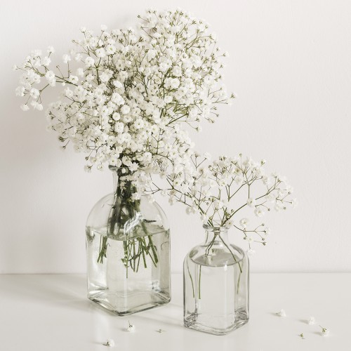 Гипсофила / Gypsophila paniculata