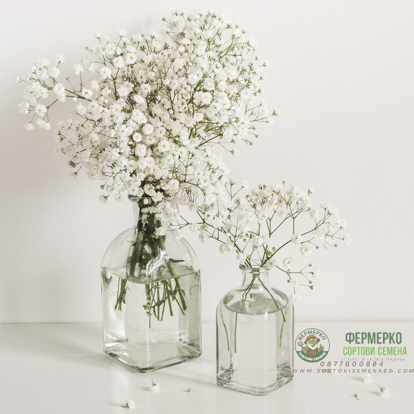 Гипсофила Gypsophila paniculata
