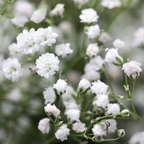 Гипсофила / Gypsophila paniculata