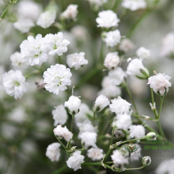 Гипсофила Gypsophila paniculata