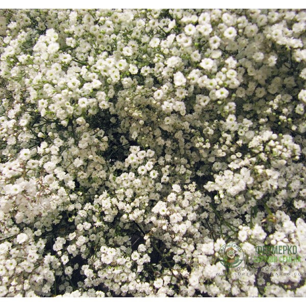 Гипсофила Gypsophila paniculata