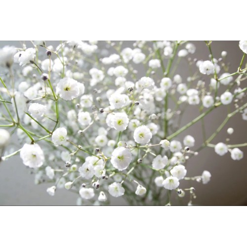 Гипсофила / Gypsophila paniculata