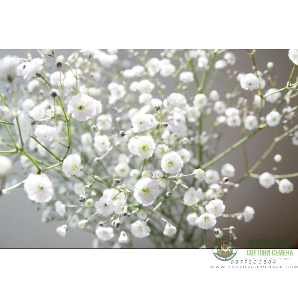 Гипсофила Gypsophila paniculata