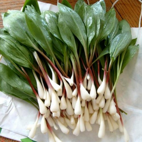 Левурда / Allium ursinum