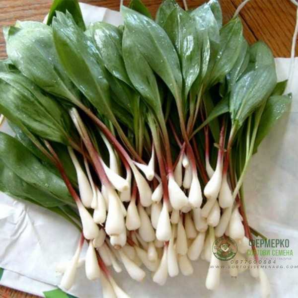 Левурда Allium ursinum Левурда Allium ursinum