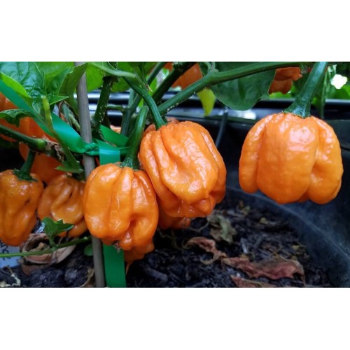 Люти чушки Скоч Бонет / Scotch Bonnet
