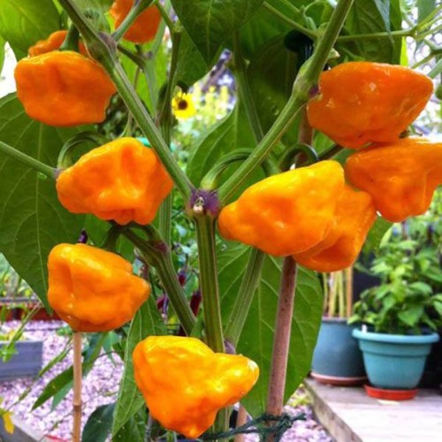 Люти чушки Скоч Бонет / Scotch Bonnet