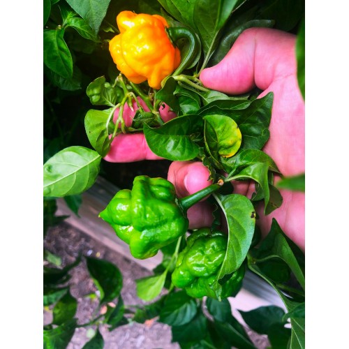 Люти чушки Скоч Бонет / Scotch Bonnet