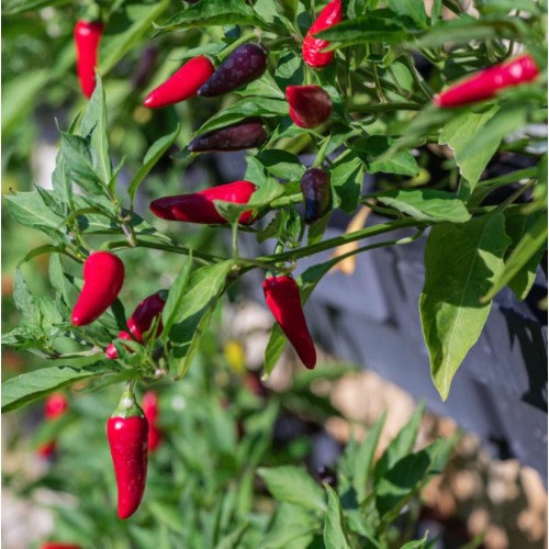 Люти чушки Табаско / Tabasco