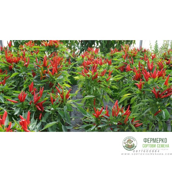 Люти чушки Табаско Tabasco